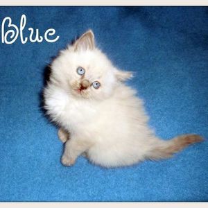 Meet your Posher, Kris